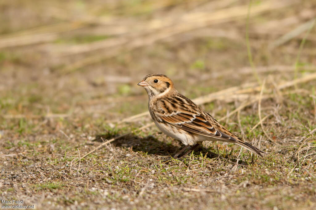 Lapland Longspuradult post breeding, identification