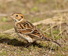 Lapland Longspur