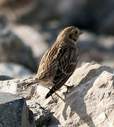 Lapland Longspur