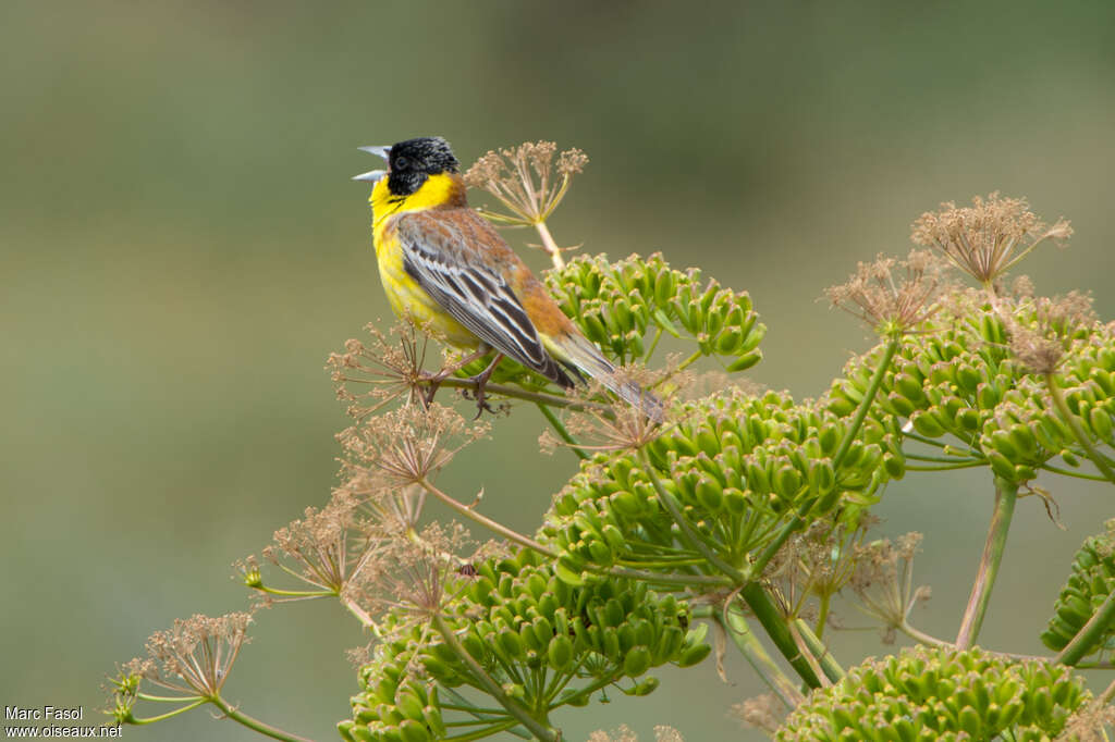 Black-headed Bunting male adult, habitat, pigmentation, song