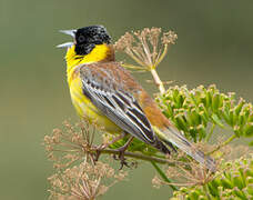 Black-headed Bunting