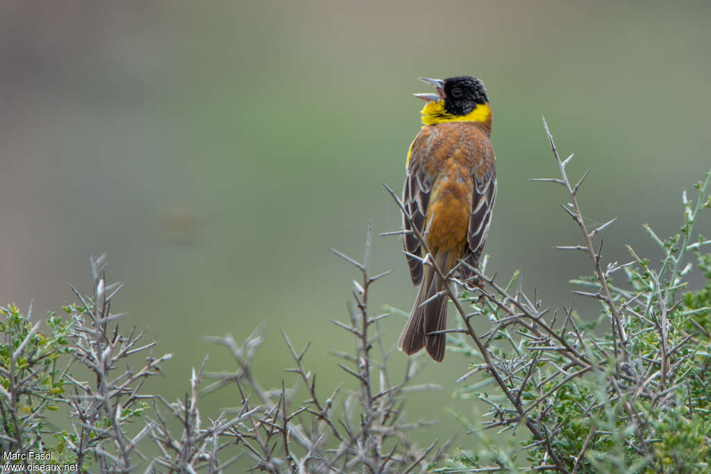 Black-headed Bunting male adult breeding, habitat, pigmentation, song