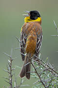 Black-headed Bunting