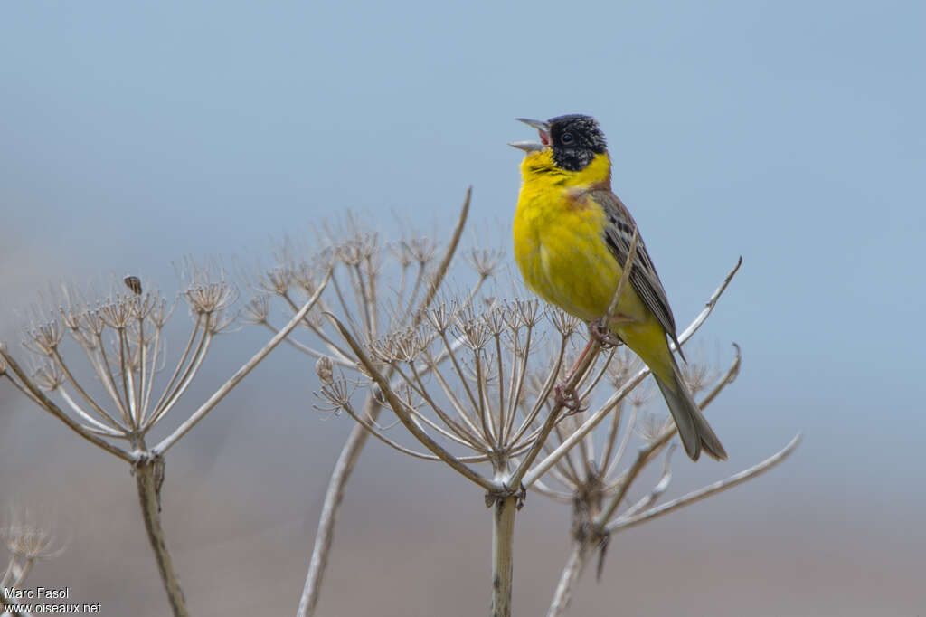 Black-headed Bunting male adult breeding, pigmentation, song, Behaviour