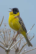 Black-headed Bunting