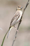 Black-headed Bunting