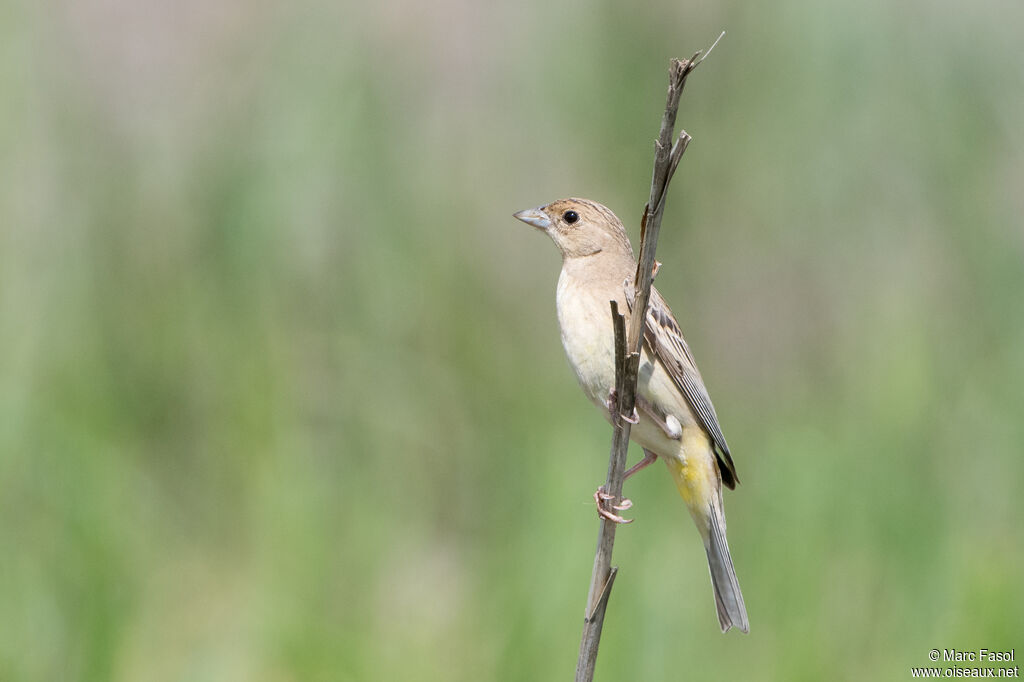 Black-headed Bunting female subadult, identification