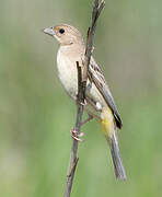 Black-headed Bunting