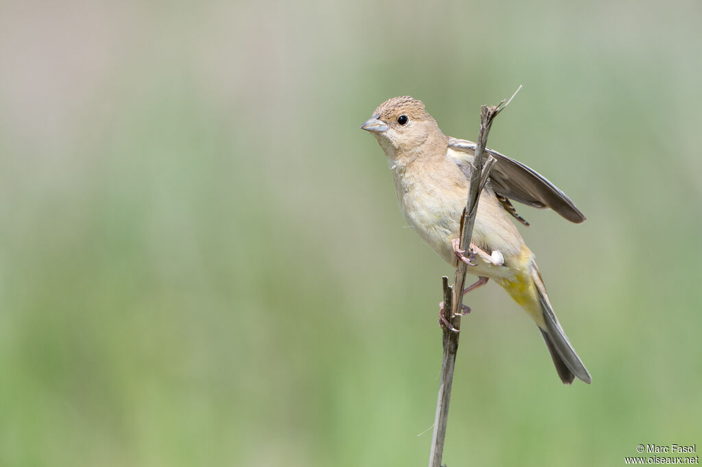 Black-headed Bunting female subadult, identification