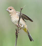 Black-headed Bunting