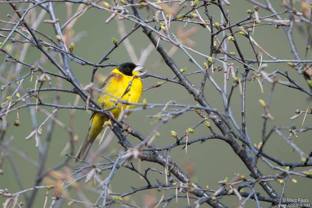 Black-headed Bunting male adult breeding, identification