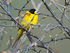 Black-headed Bunting