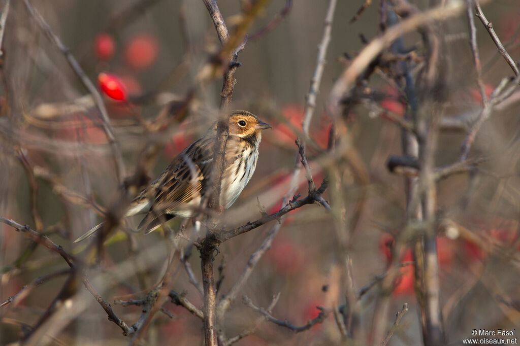 Little Buntingadult post breeding, identification