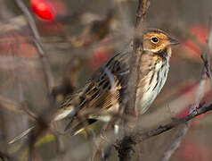 Little Bunting