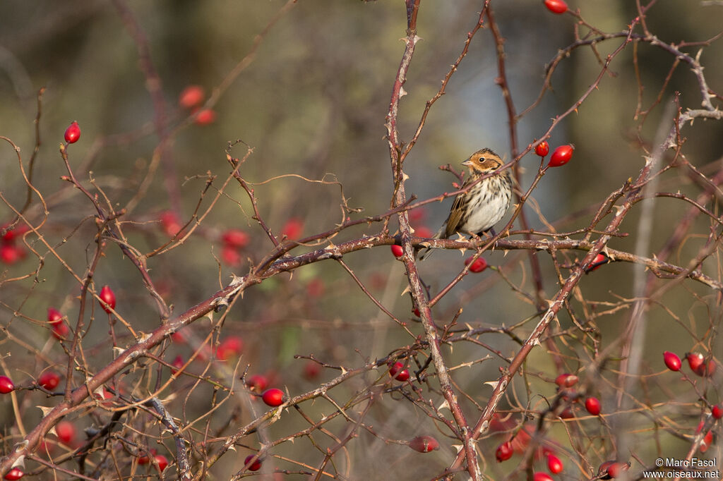 Little Buntingadult post breeding, identification