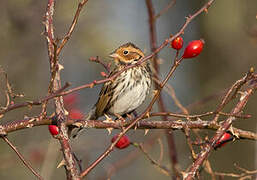 Little Bunting