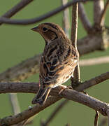 Little Bunting