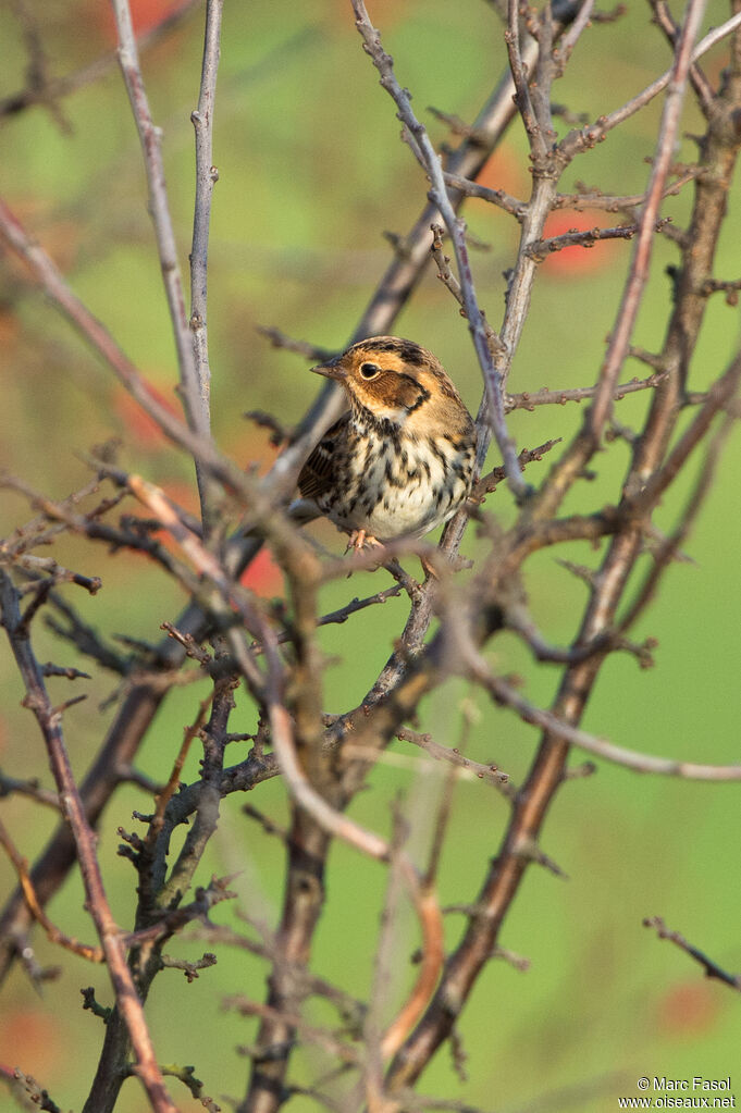 Bruant nainadulte internuptial, identification