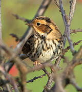 Little Bunting