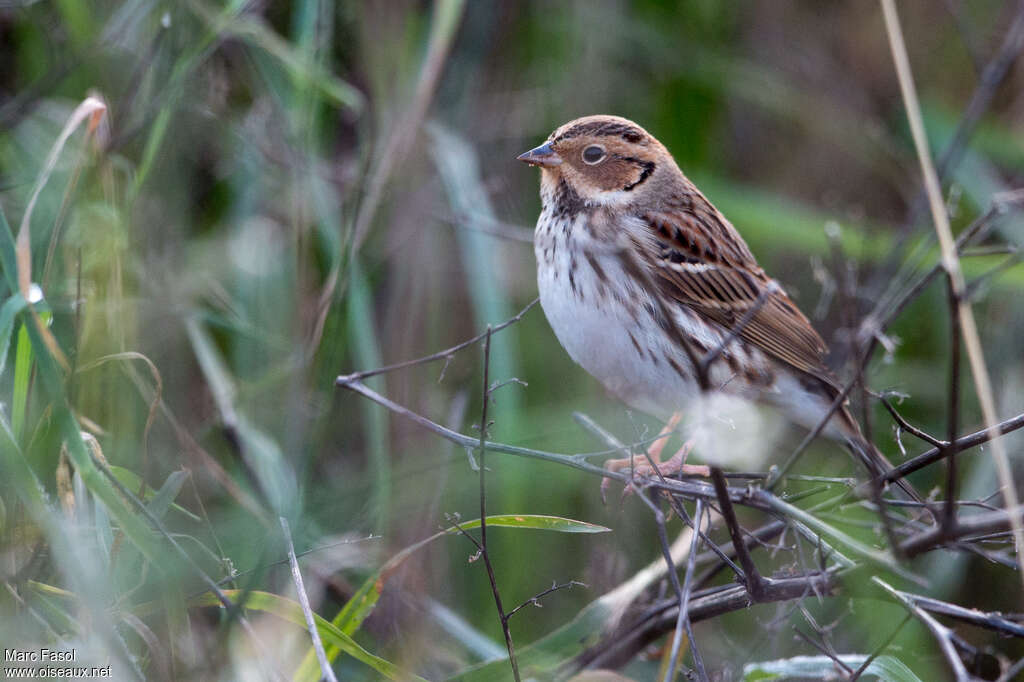 Bruant nainadulte internuptial, identification