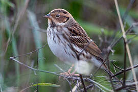 Little Bunting