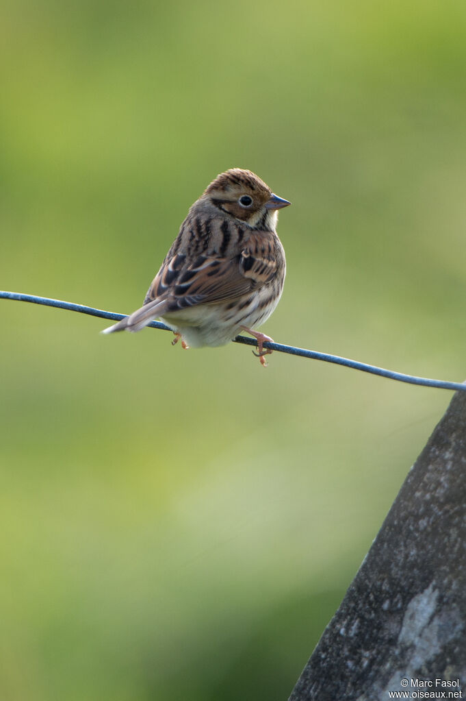 Little Buntingadult, identification