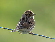 Little Bunting