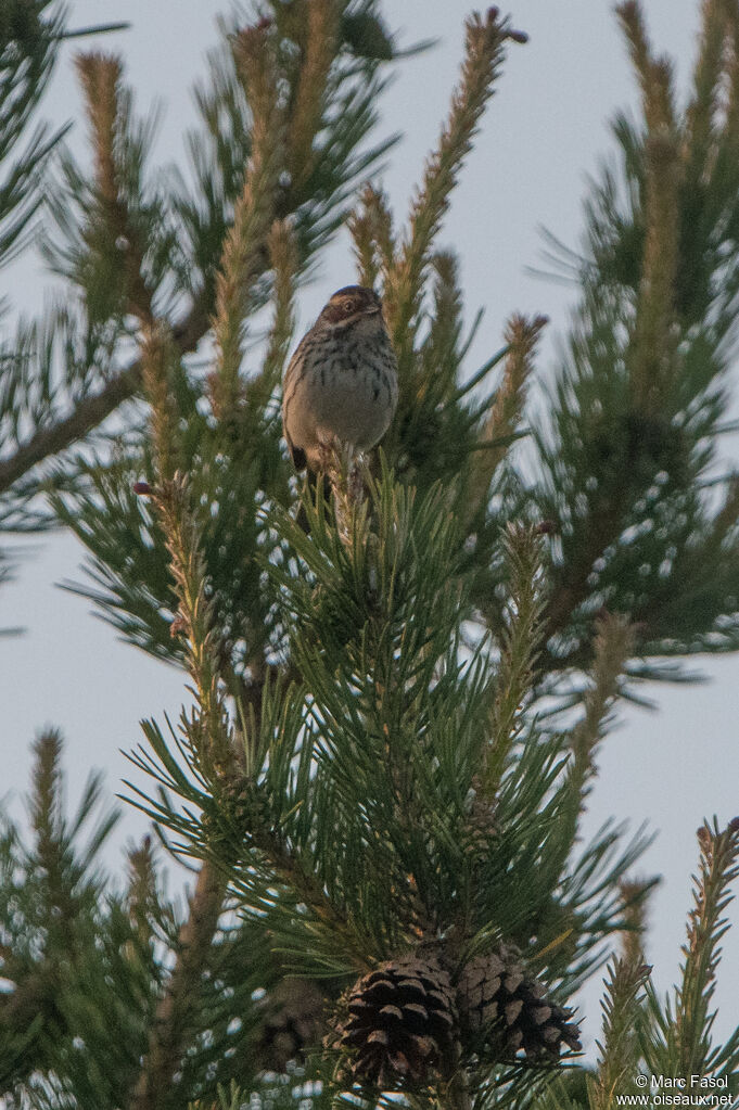 Bruant nain mâle adulte nuptial, identification