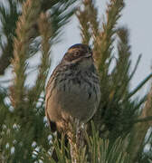 Little Bunting