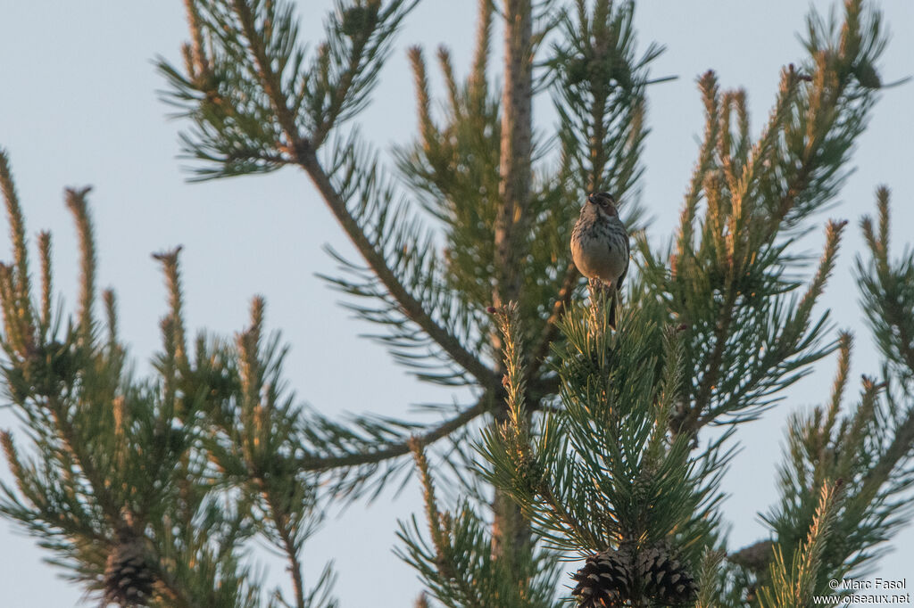 Bruant nain mâle adulte, identification