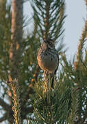 Little Bunting