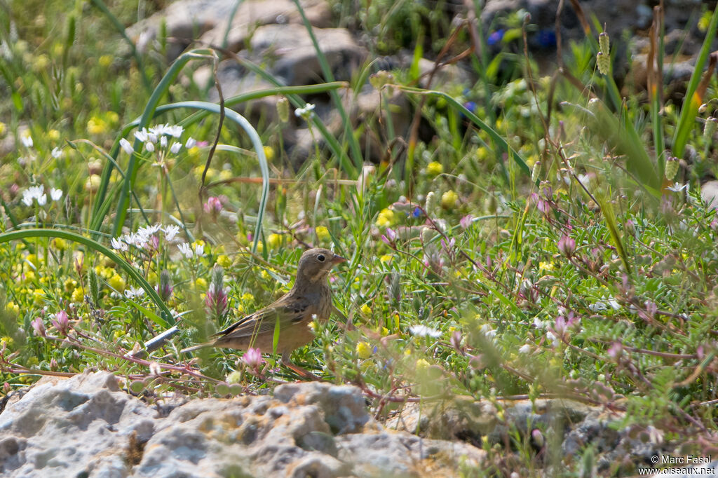 Bruant ortolan mâle adulte nuptial, identification