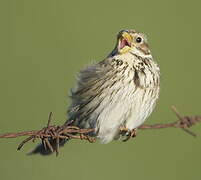 Corn Bunting