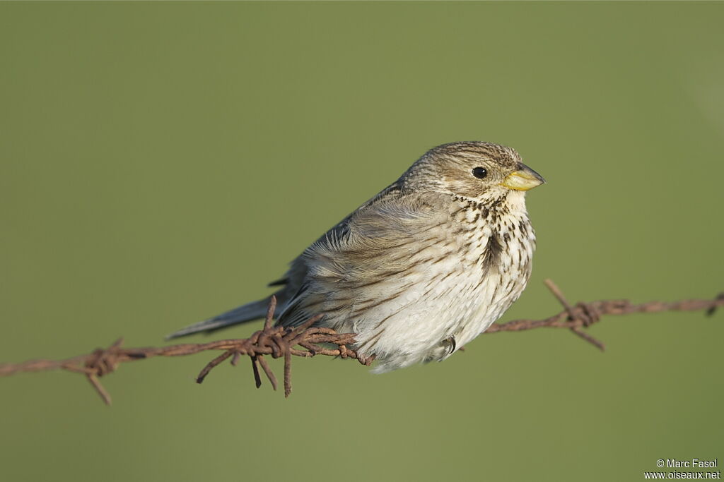 Corn Bunting male adult breeding, identification