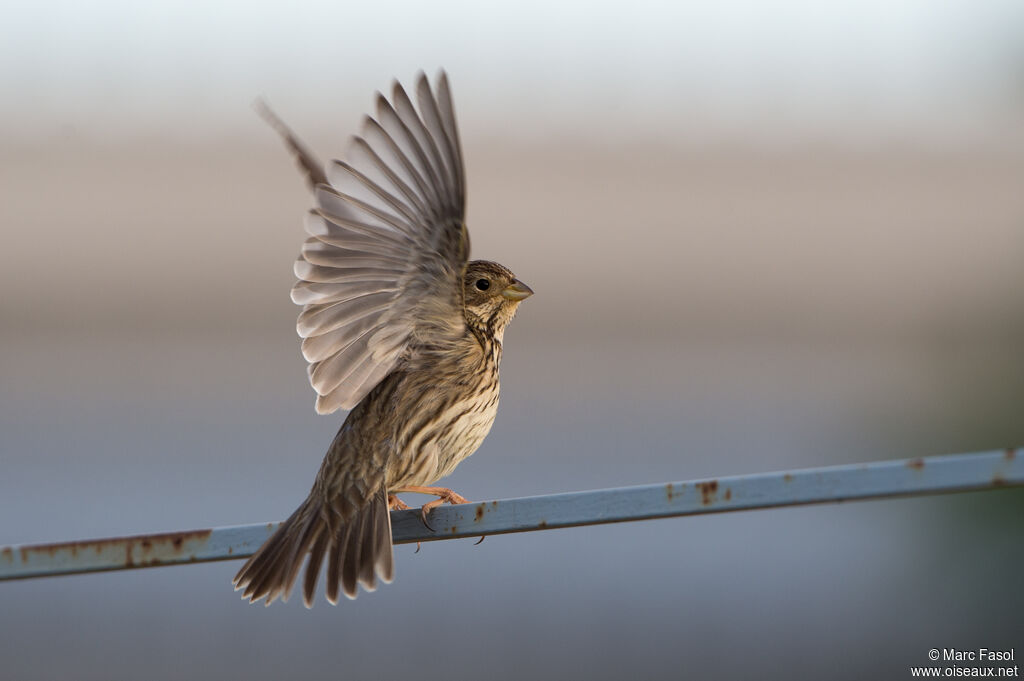 Corn Buntingadult, Flight