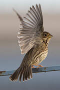 Corn Bunting