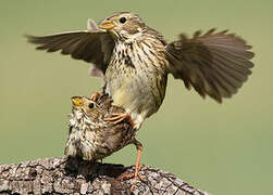 Corn Bunting