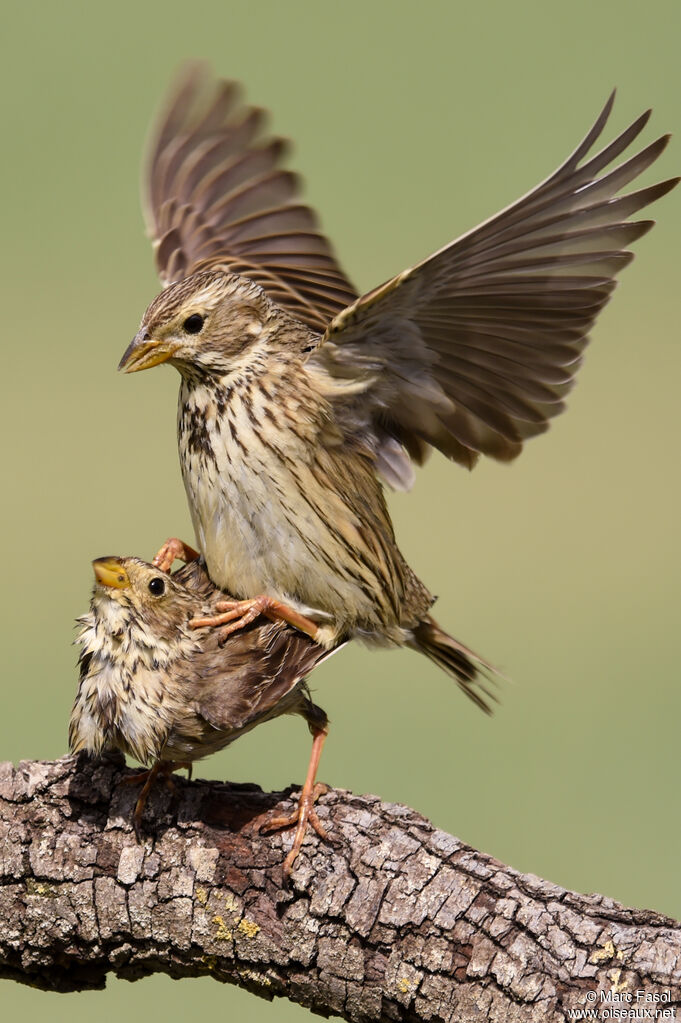 Corn Buntingadult breeding, mating.