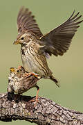 Corn Bunting