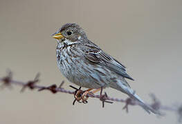 Corn Bunting