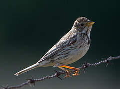 Corn Bunting