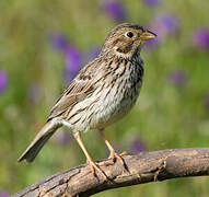 Corn Bunting