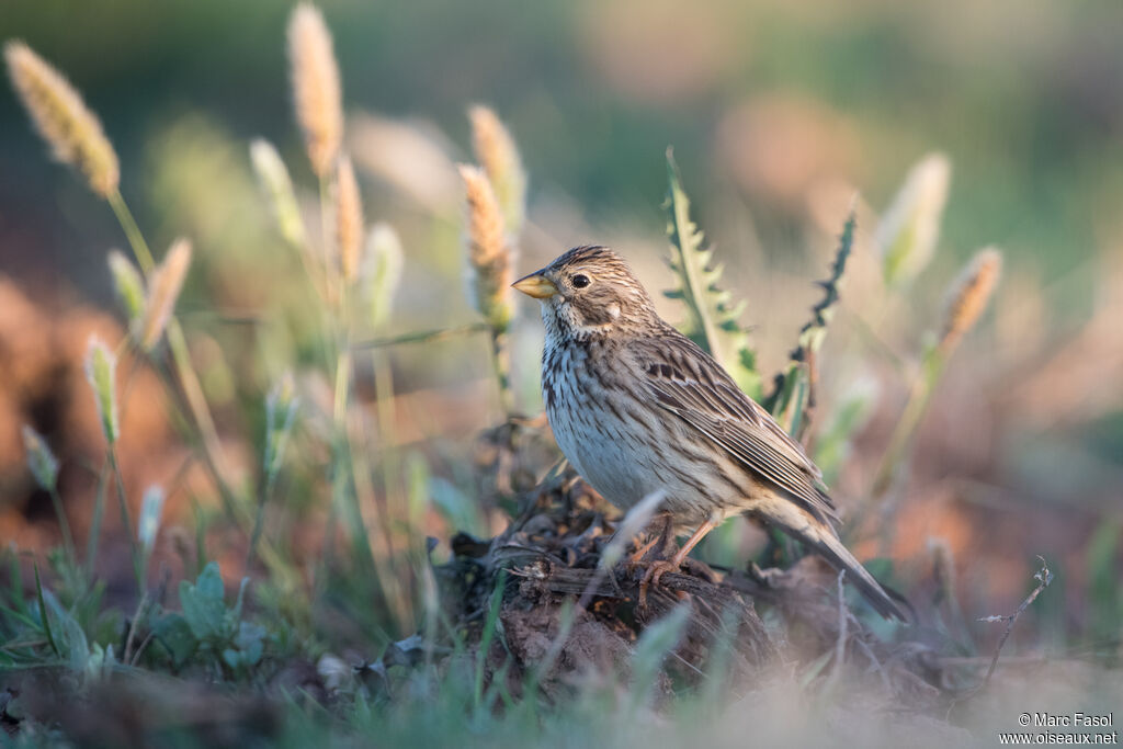 Bruant proyer adulte, identification