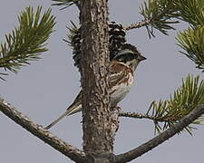 Rustic Bunting