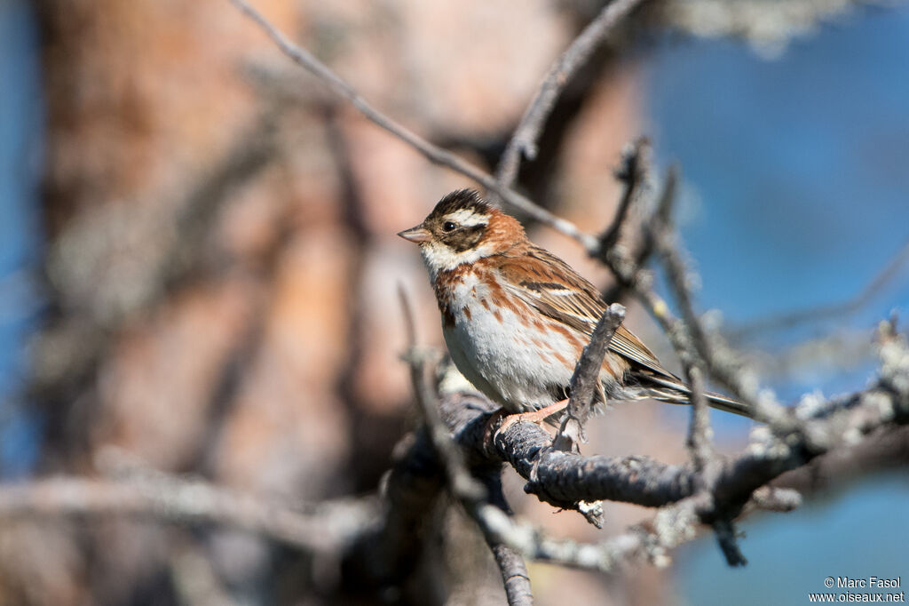 Rustic Bunting female adult breeding, identification