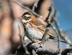 Rustic Bunting