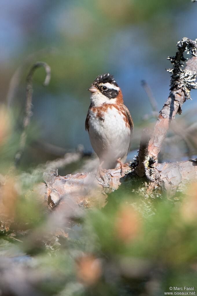 Rustic Bunting male adult breeding, identification