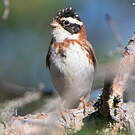 Bruant rustique