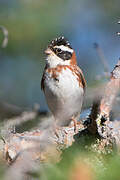 Rustic Bunting