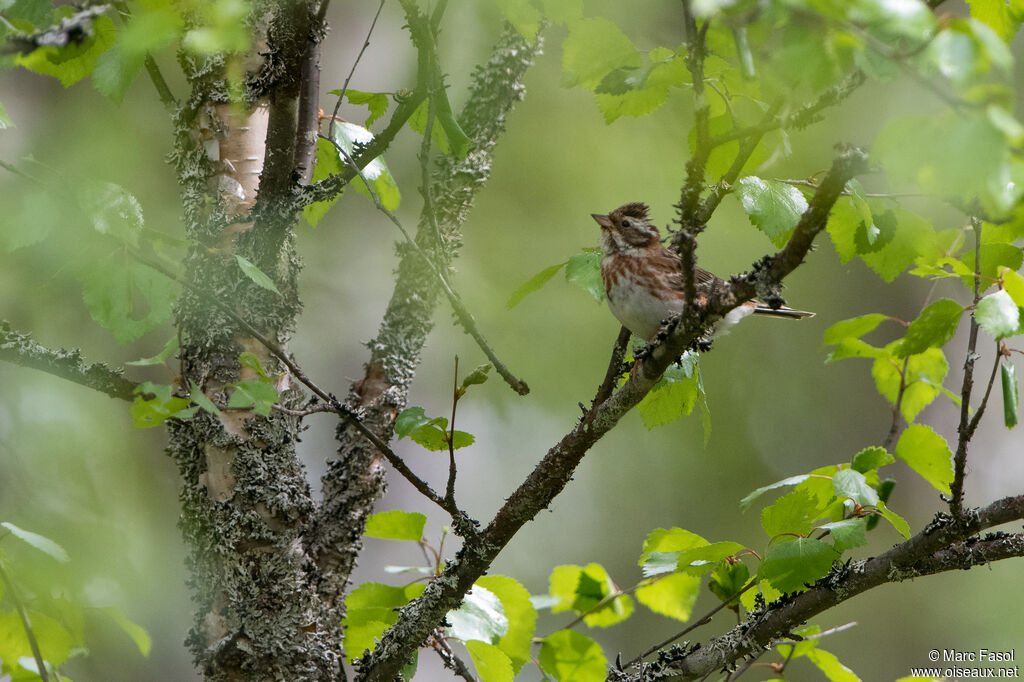 Rustic Bunting female adult breeding, habitat